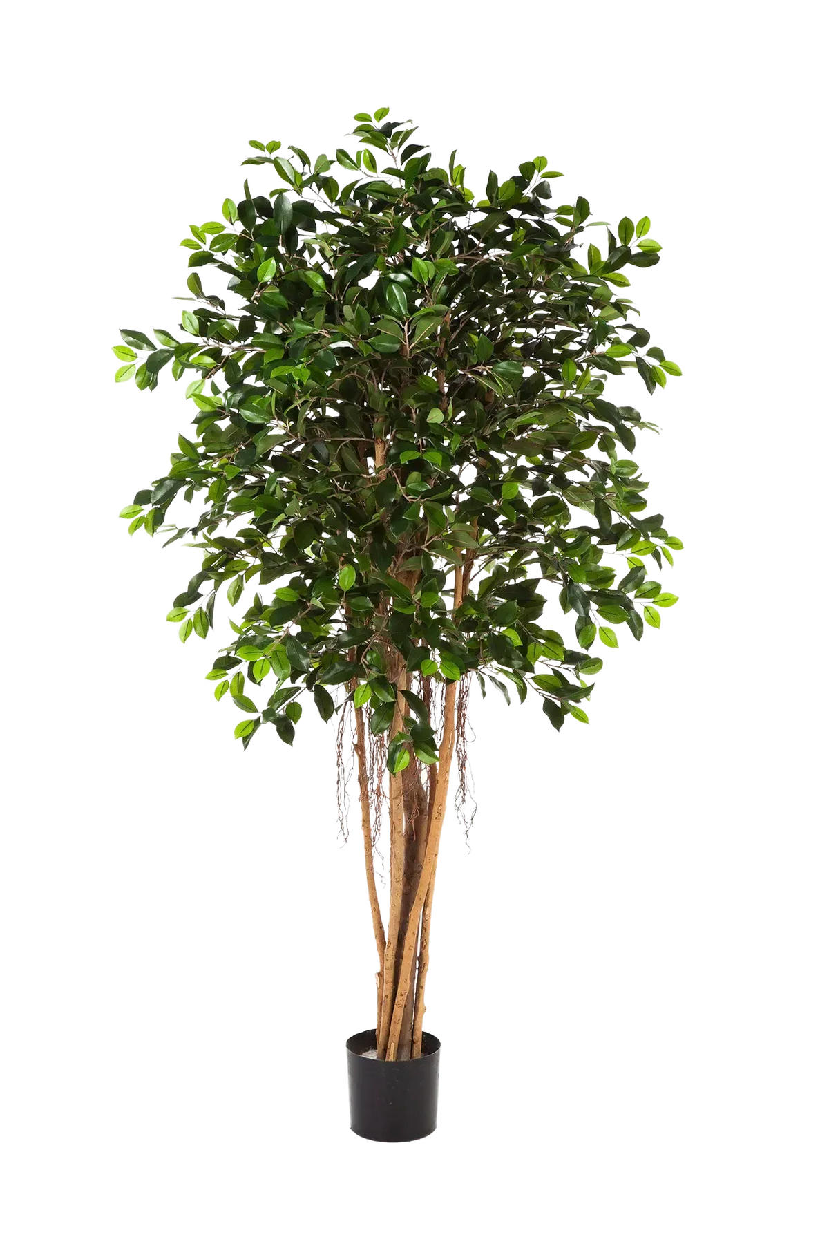 KUNSTBAUM Künstlicher Chinesischer Ficus - Konstantin 210 cm - Grün, Kunststoff (210cm) - aplanta