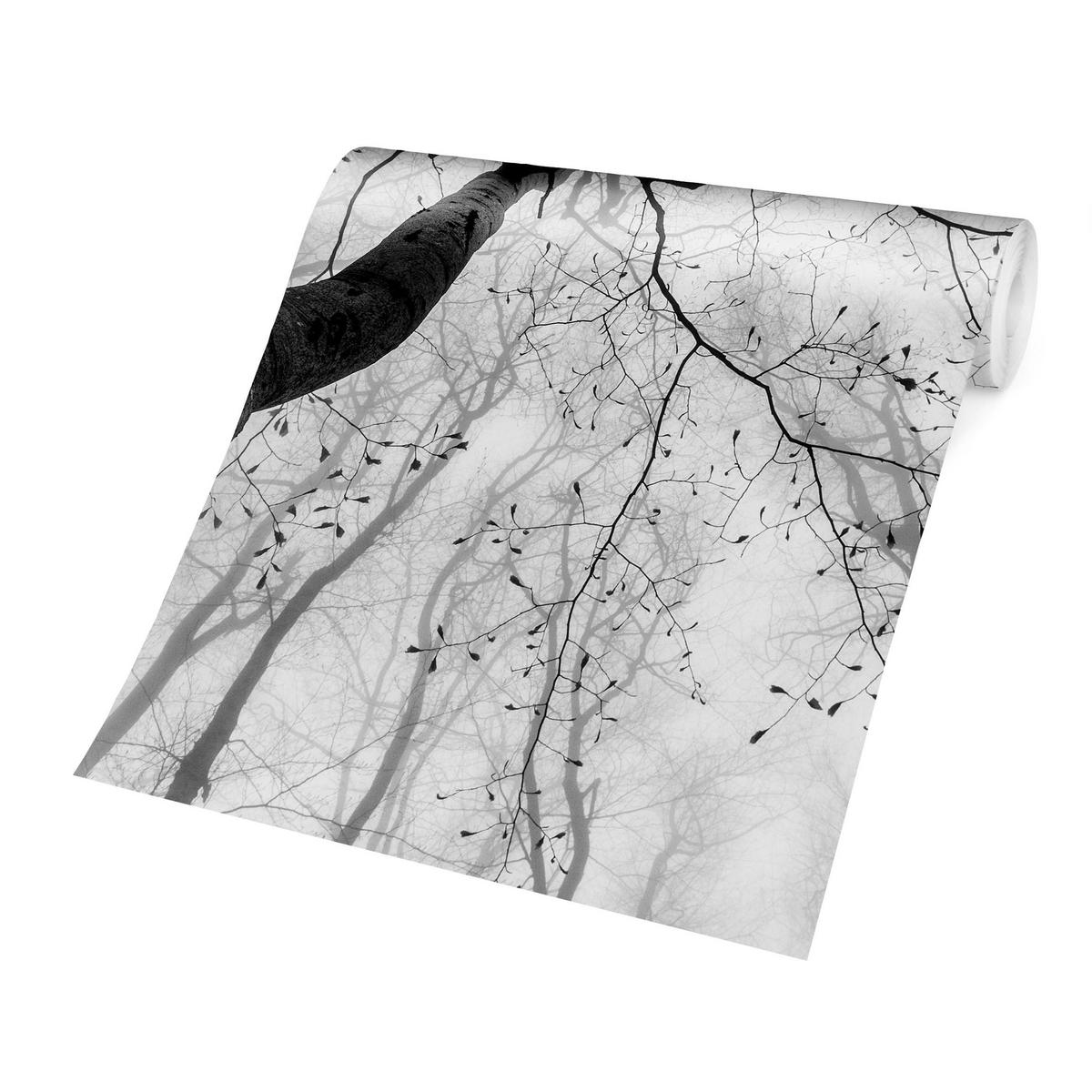 FOTOTAPETE Baumkronen im Himmel 240/240 cm - Schwarz, Papier (240/240cm) - Bilderwelten