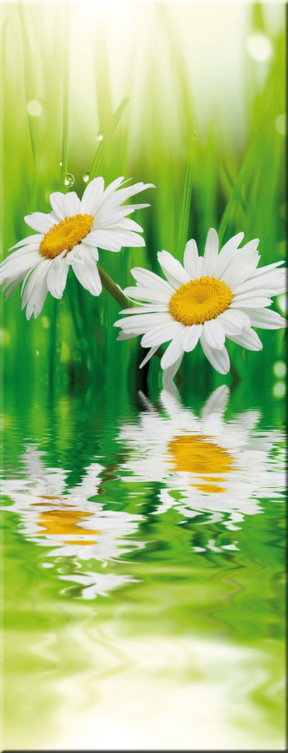 GLASBILD 30x80 cm Blumen - Gelb, Glas (30/80cm) - artissimo