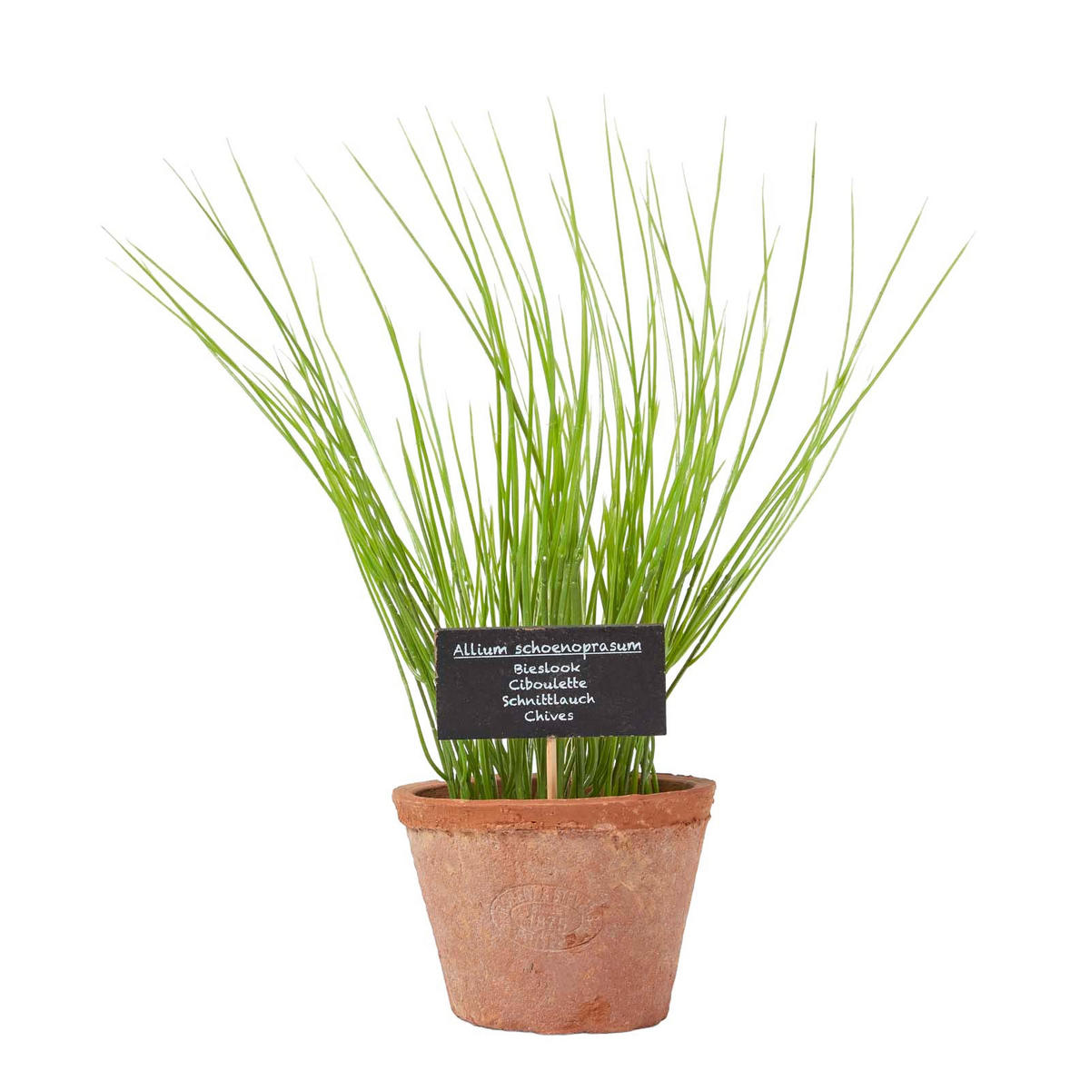 KUNSTPFLANZE Schnittlauch im Terrakotta-Topf, 28 cm - Grün, Kunststoff (28cm) - Homescapes