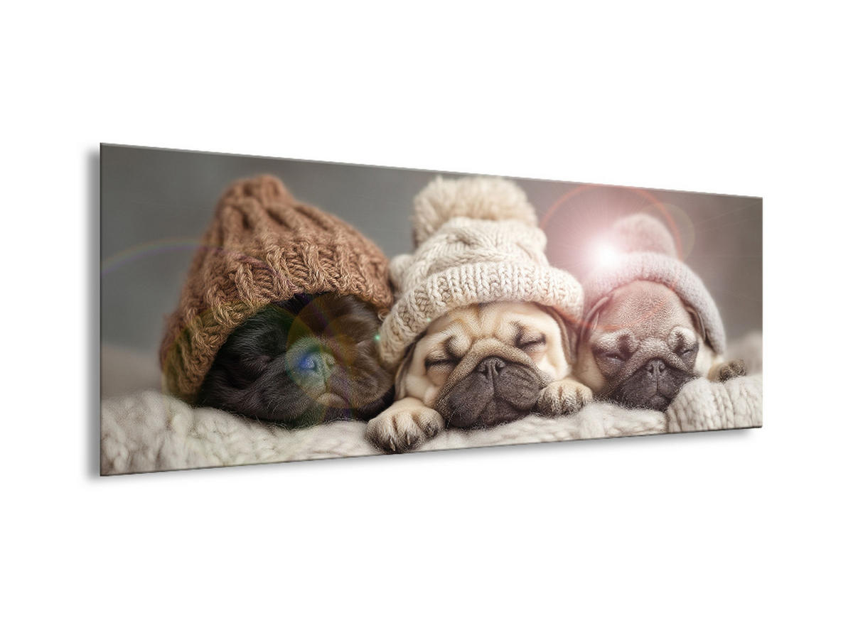 GLASBILD 80x30 cm Hunde Mops Welpen - Beige, Glas (80/30cm) - artissimo