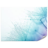 FOTOTAPETE für Badezimmer Leuchtende Löwenzahnblüten Wassertropfen Blau 150x105 - Türkis/Blau, Papier (150/105cm) - Muralo