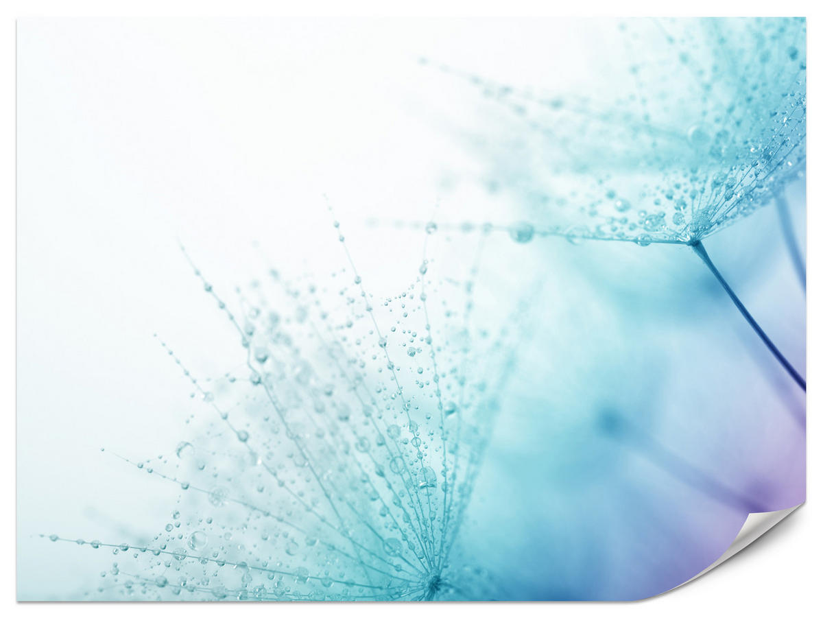 FOTOTAPETE für Badezimmer Leuchtende Löwenzahnblüten Wassertropfen Blau 150x105 - Türkis/Blau, Papier (150/105cm) - Muralo