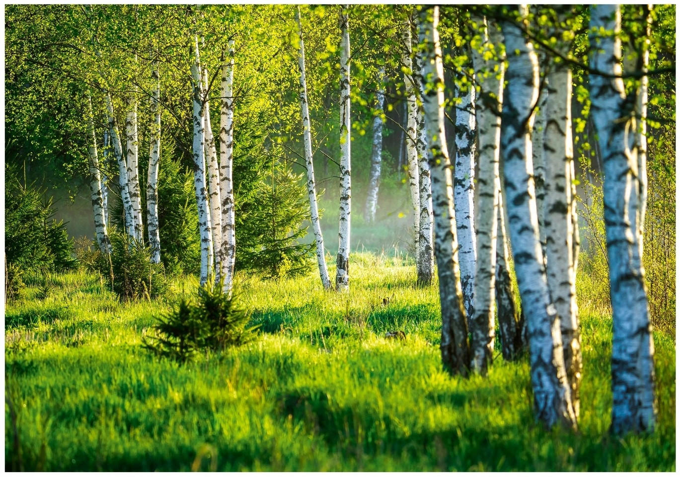 FOTOTAPETE Wald Baume Vliestapete Tapete 200x140 - Multicolor, Papier (200/140cm) - Wallarena