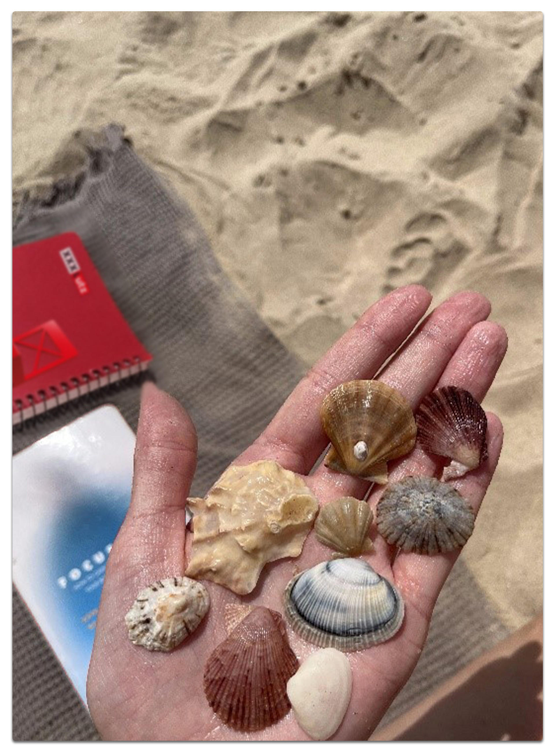 Hand mit verschiedenen Muscheln und einem Stück Koralle, im Hintergrund Sand, rotes Notizbuch und ein weiteres Buch mit blau-weißem Einband – sommerliche Strandstimmung.