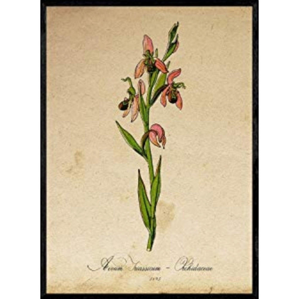 POSTER Rosa Orchidee. A4 Rahmenlos - Klar, Papier (29.7/5/21cm) - Nacnic