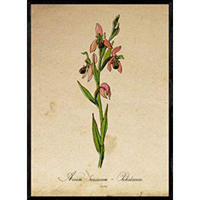 POSTER Rosa Orchidee. A4 Rahmenlos - Klar, Papier (29.7/5/21cm) - Nacnic