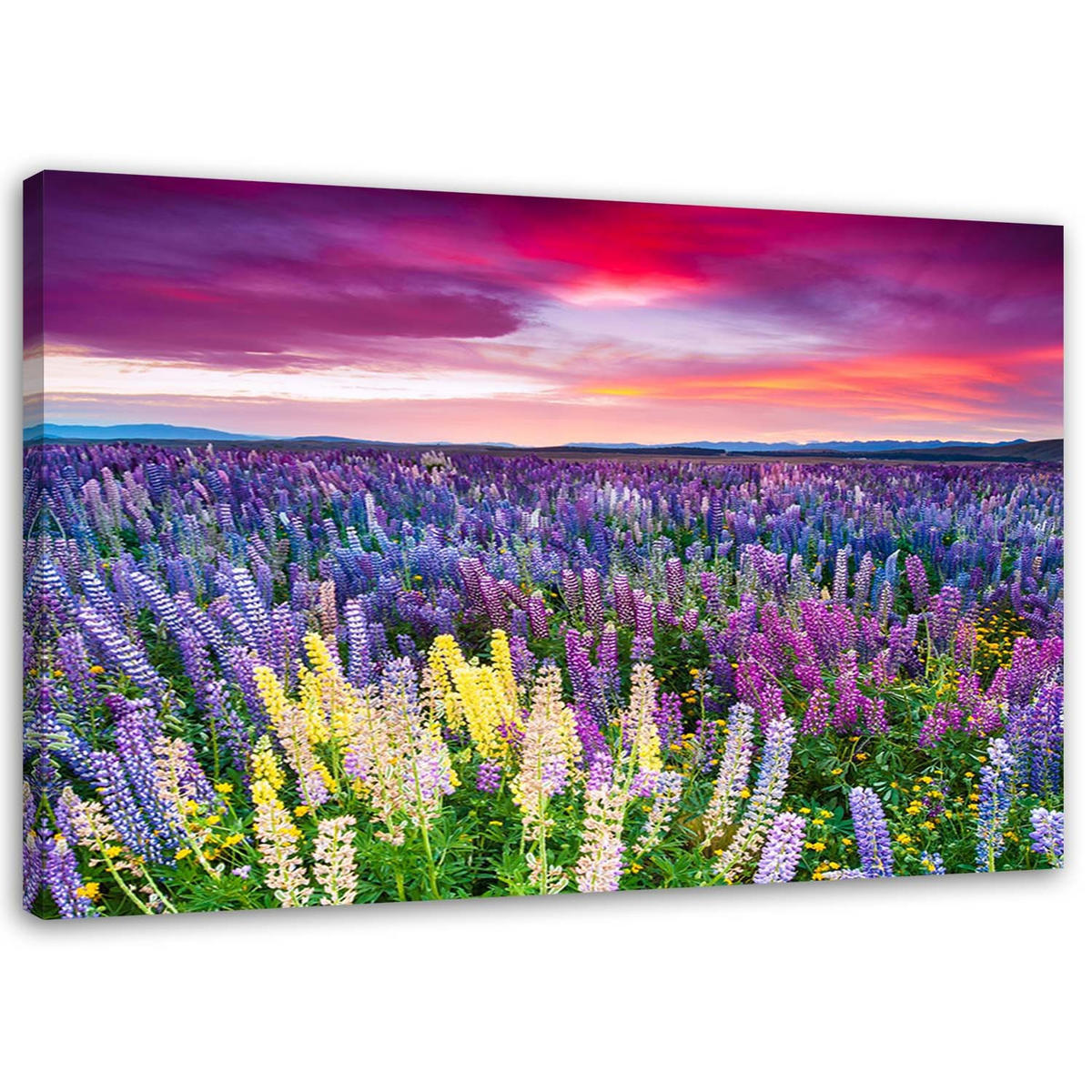 BILD AUF LEINWAND Blühende Wiese 100x70cm - Lila, Textil (100/70cm) - Feeby