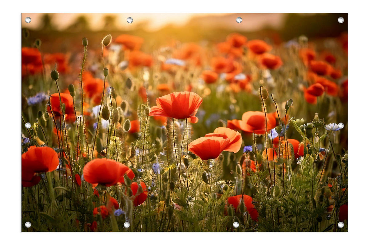 GARTEN-POSTER 120x80 cm Gartendeko: Blumenwiese - Rot, Kunststoff (120/80/2cm) - artissimo