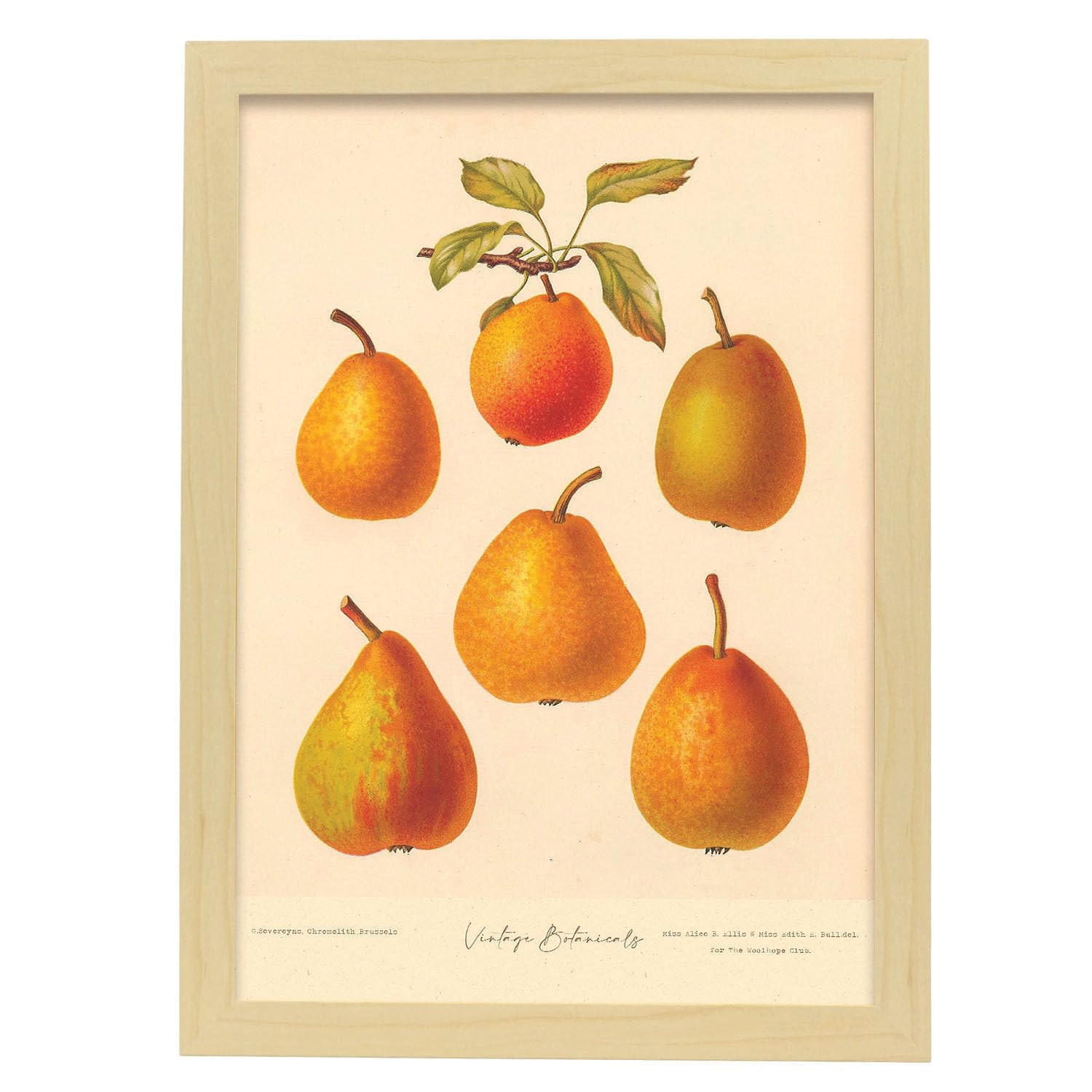 POSTER Birnenformen A3 Rahmen Aus Hellem Holz - Beige, Papier (29.7/5/42cm) - Nacnic