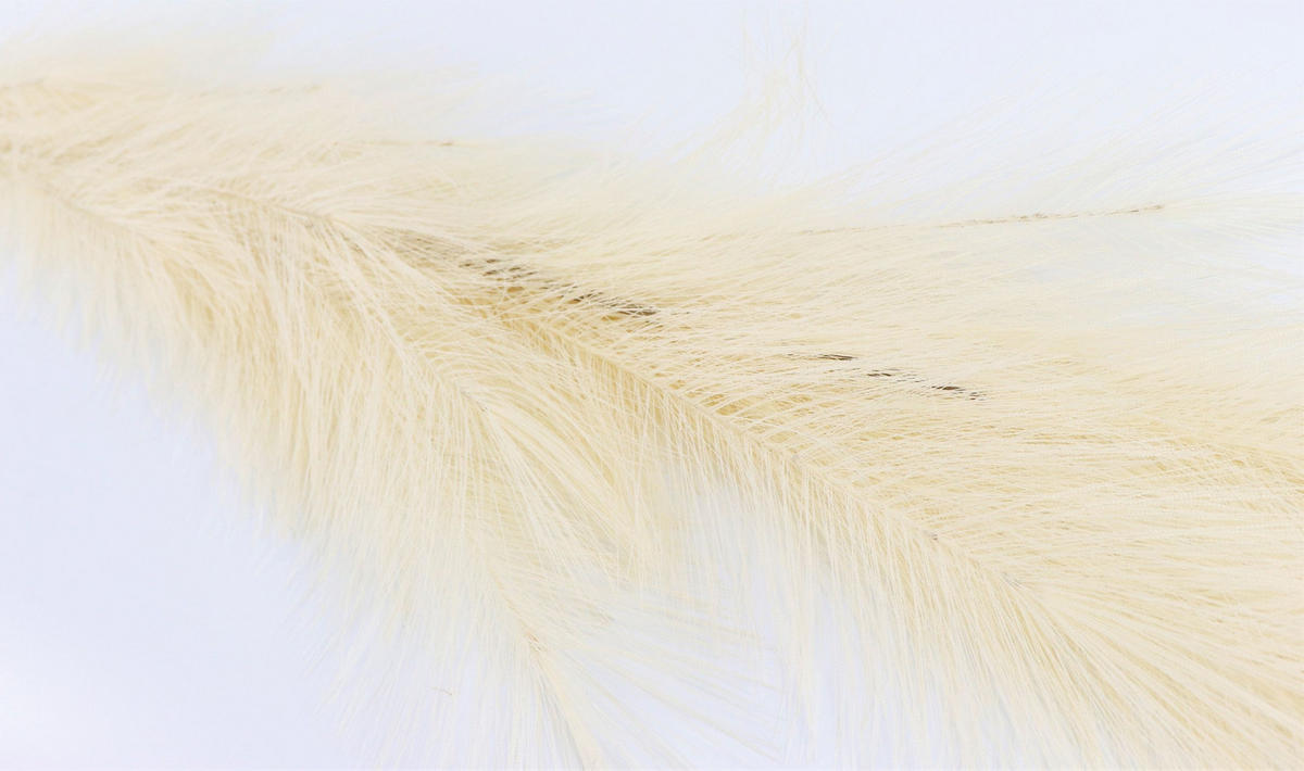 ZIERFEDER Elfenbein 170 cm - Weiß, Textil (0.01/170/0.01cm) - FURNARO