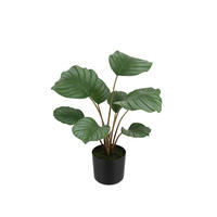 KUNSTPFLANZE Künstliche Calathea - Silvina 45 cm - Grün, Kunststoff (45cm) - aplanta