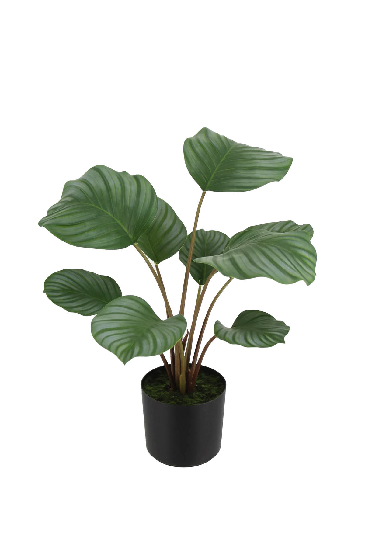 KUNSTPFLANZE Künstliche Calathea - Silvina 45 cm - Grün, Kunststoff (45cm) - aplanta