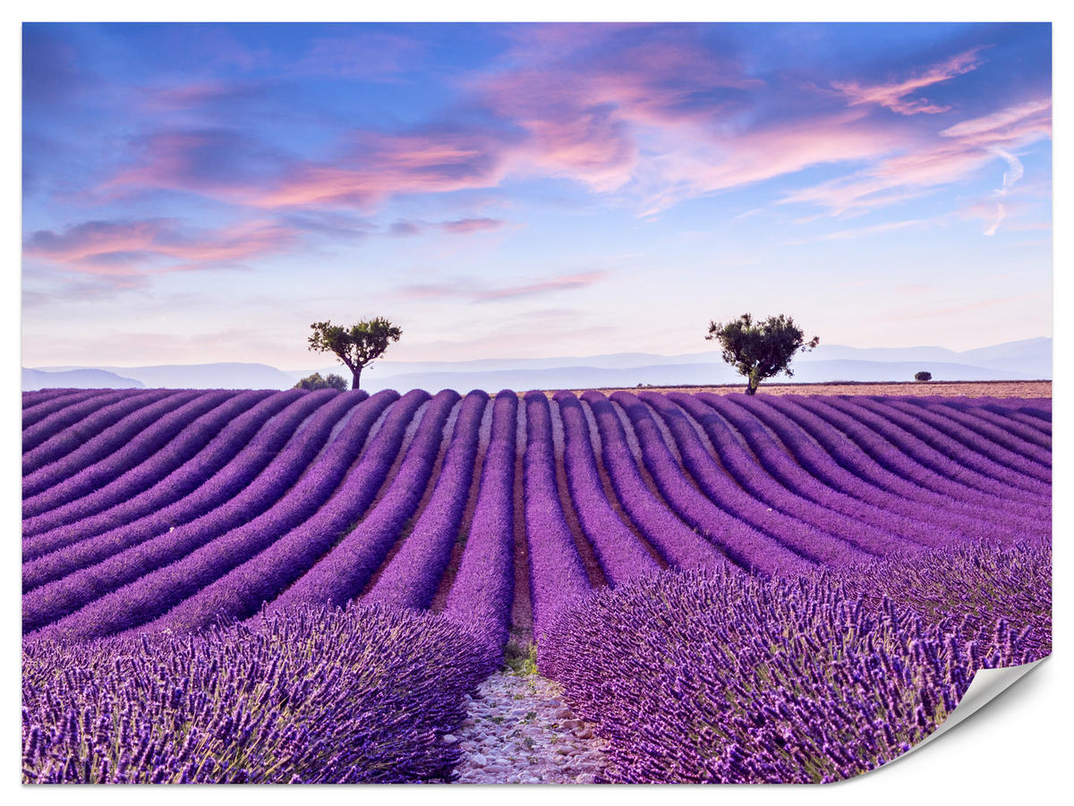 FOTOTAPETE für Küche Lavendelfeld Lila Natur Sträucher 500x350 - Blau/Violett, Papier (500/350cm) - Muralo