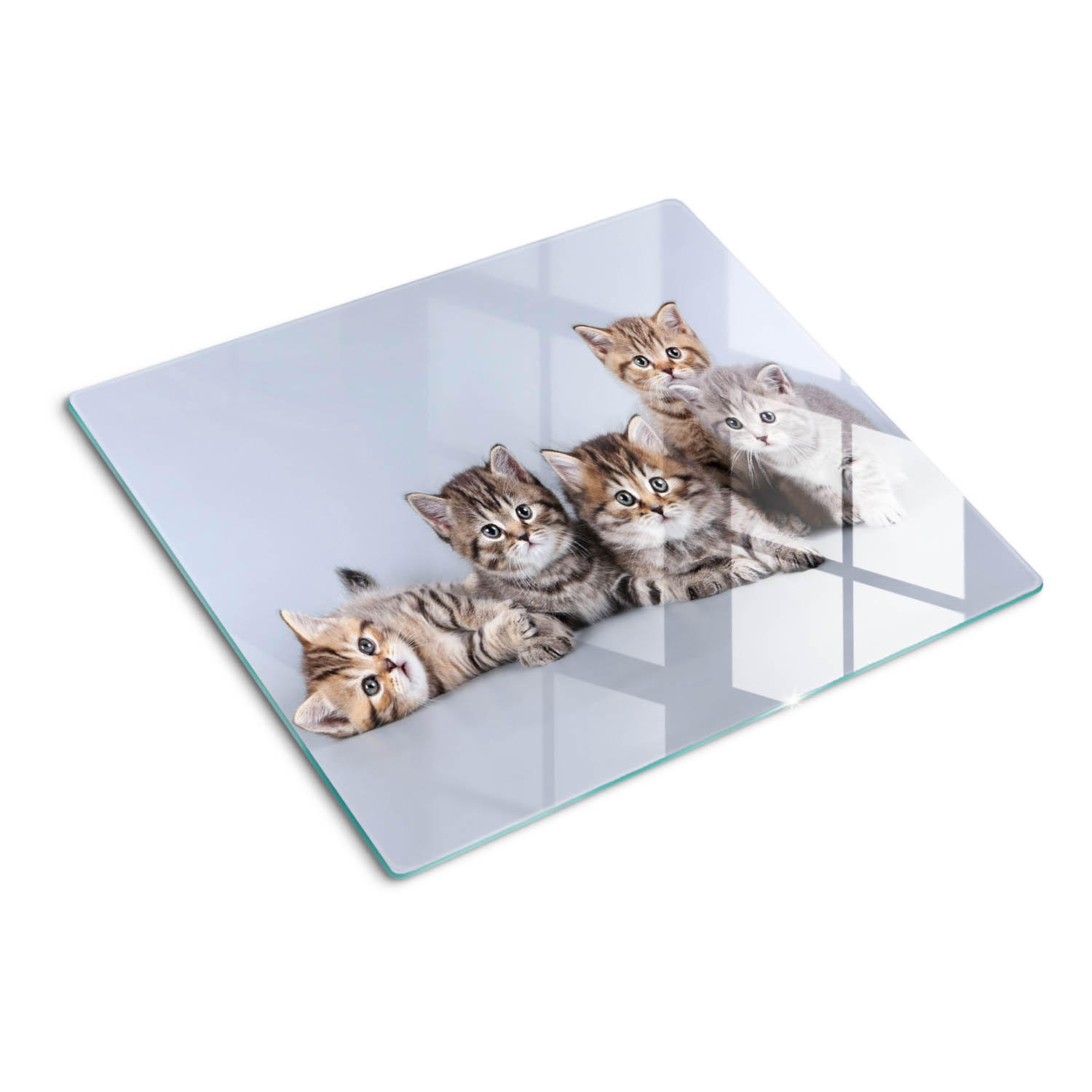GLASPLATTE 60x52 cm Fünf Katzen - Grau/Grün, Glas (60/52cm) - TULUP