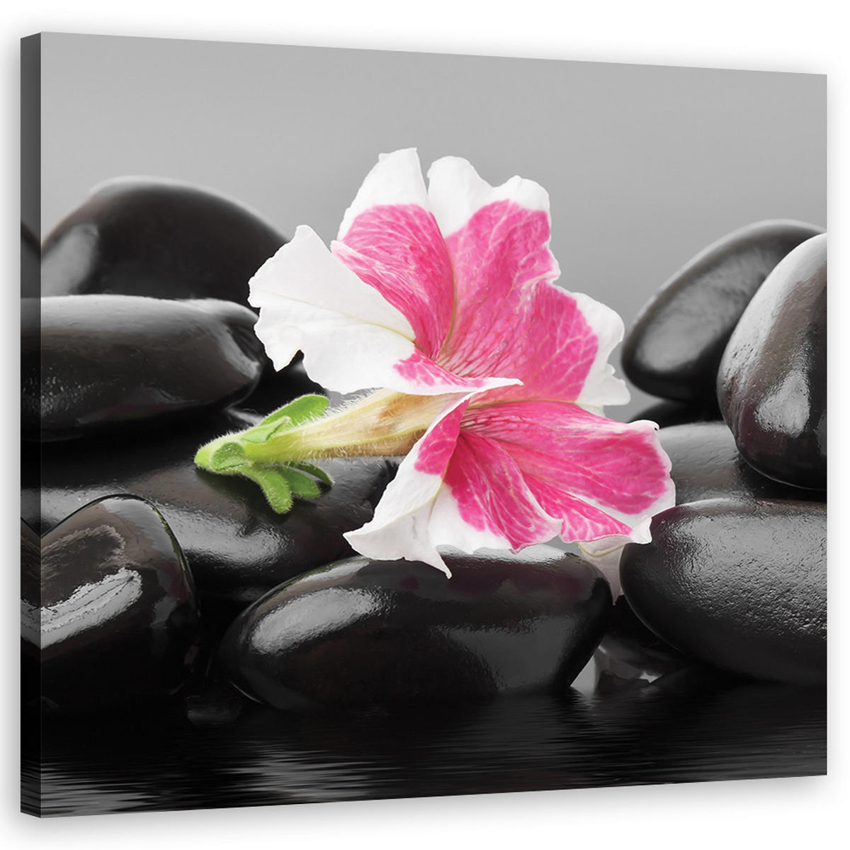 WANDBILD rosa blume auf zen stones - Schwarz, Textil (50/50cm) - Feeby