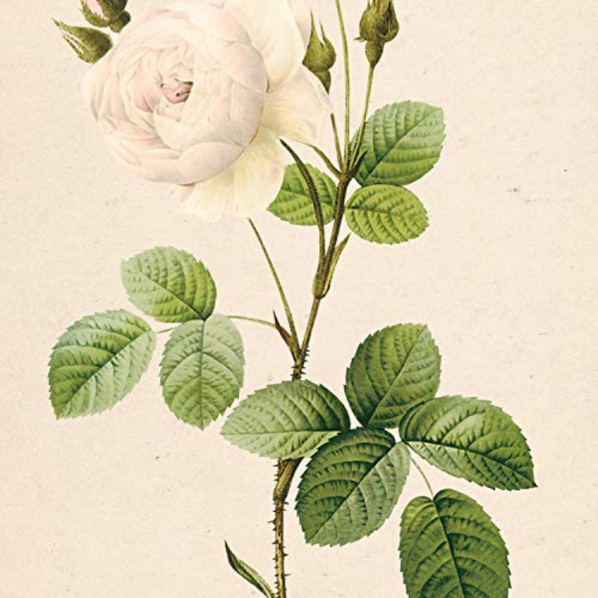 POSTER Set mit 4 Botanische Papier Hintergrund helle Blumen A4 Rahmenlos - Klar, Papier (29.7/3cm) - Nacnic