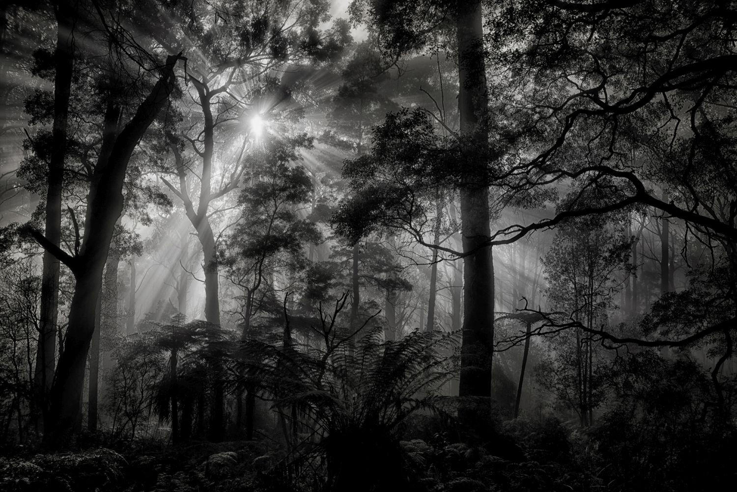 FOTOTAPETE bewaldete Landschaft 375 x 270 cm - Schwarz, Papier (375/270cm) - Sanders & Sanders