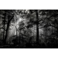 FOTOTAPETE bewaldete Landschaft 375 x 270 cm - Schwarz, Papier (375/270cm) - Sanders & Sanders