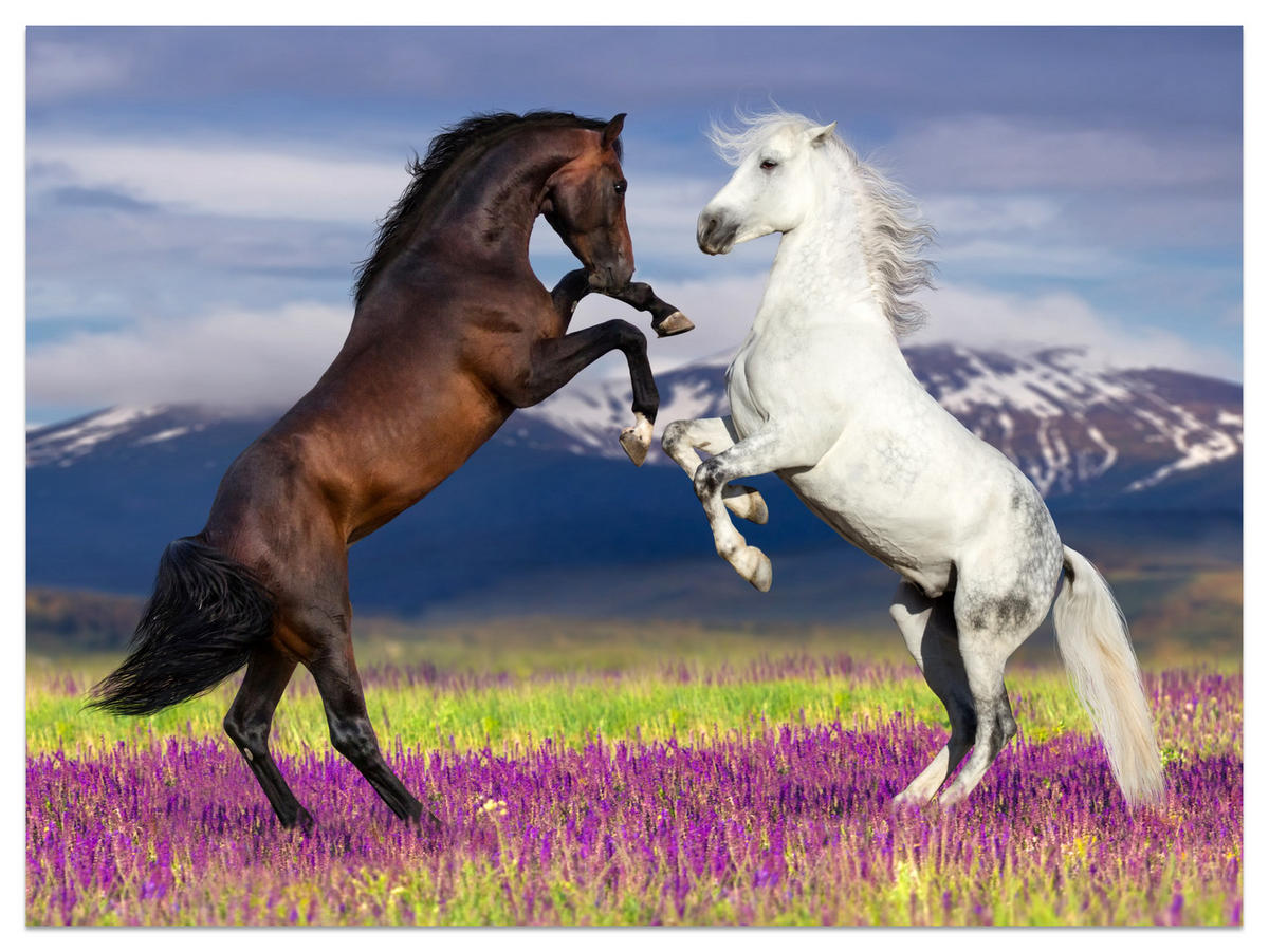 FOTOTAPETA Pre Jedáleň Kone Levanduľové Pole Hory Provensálsko 350 x 256 cm - hnedá/čierna, papier (350/256cm) - Muralo