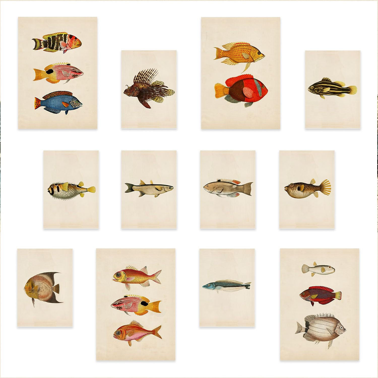 POSTER Set Mit 12 Vintage Fisch 2 A3 Rahmenlos - Klar, Papier (29.7/5/42cm) - Nacnic
