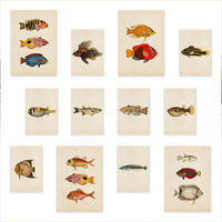 POSTER Set Mit 12 Vintage Fisch 2 A3 Rahmenlos - Klar, Papier (29.7/5/42cm) - Nacnic