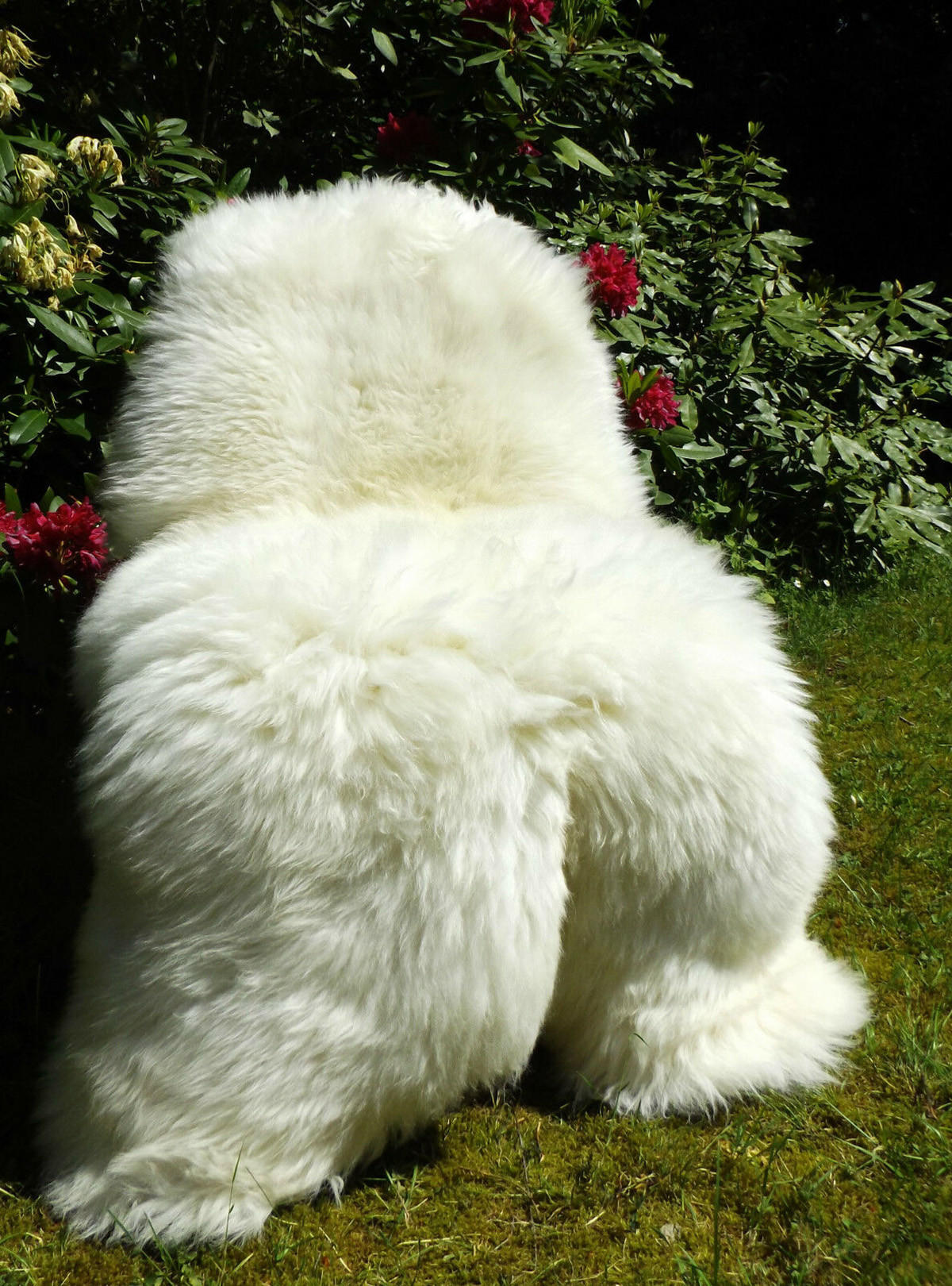 SCHAFFELL Öko Naturweiß Typ Eisbär 140 cm XXL - Weiß, Fell (70/140cm) - Provellus