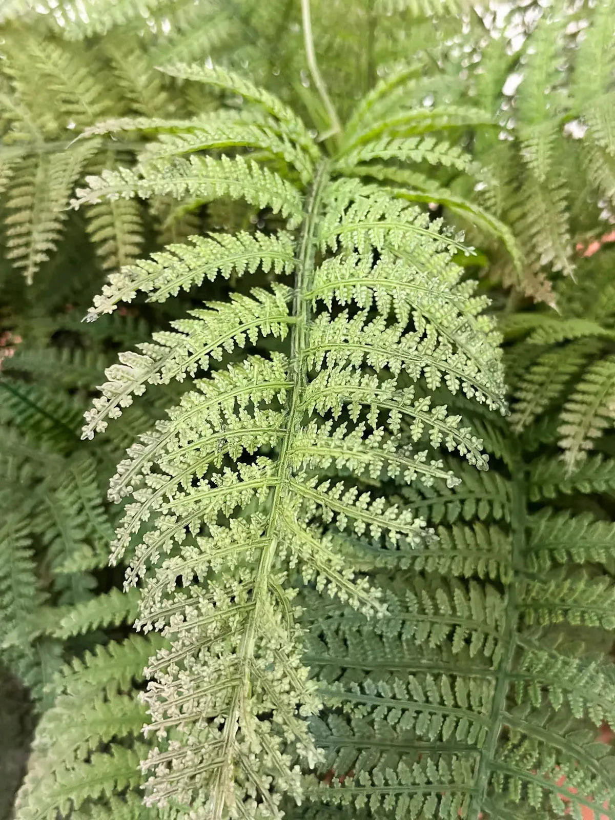 KÜNSTLICHER Schwertfarn - Christin 70 cm - Grün, Kunststoff (70cm) - aplanta