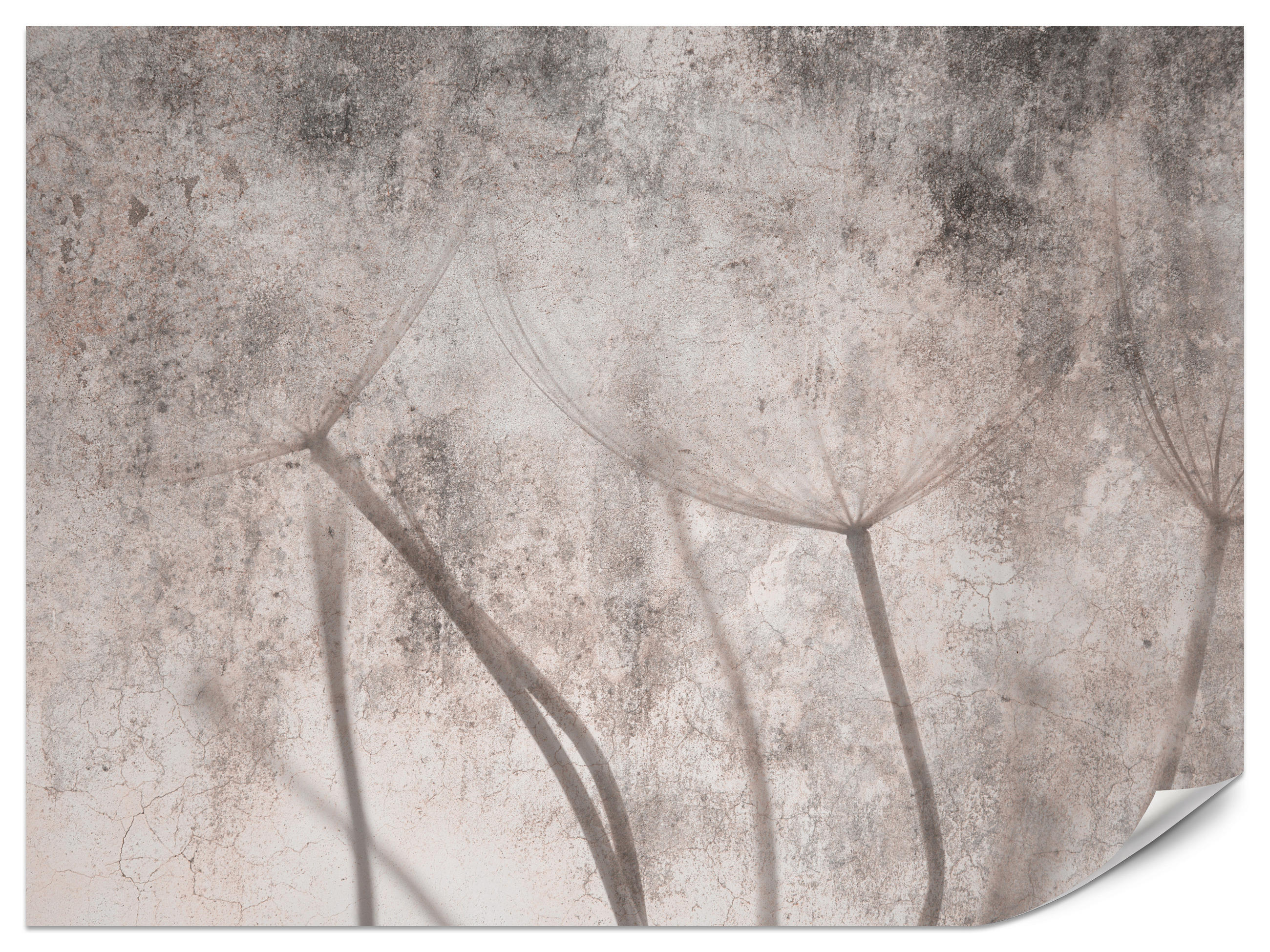 FOTOTAPETE für Schlafzimmer Retro Löwenzahn Beton Beige Minimalistisch 300x210 - Beige/Braun, Papier (300/210cm) - Muralo