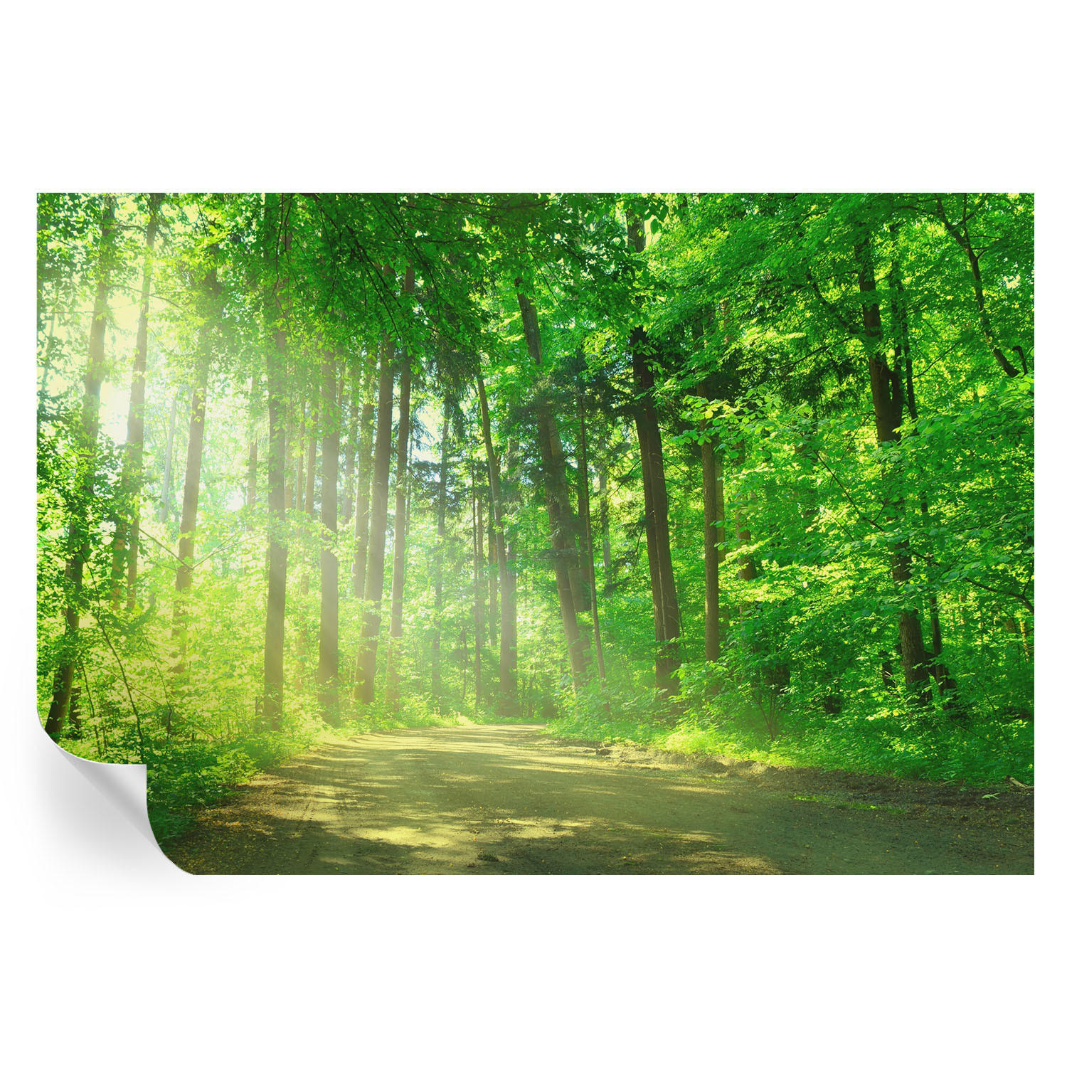 FOTOTAPETE 152x104 cm - Waldweg - Grün, Textil (152/104cm) - Wallfluent
