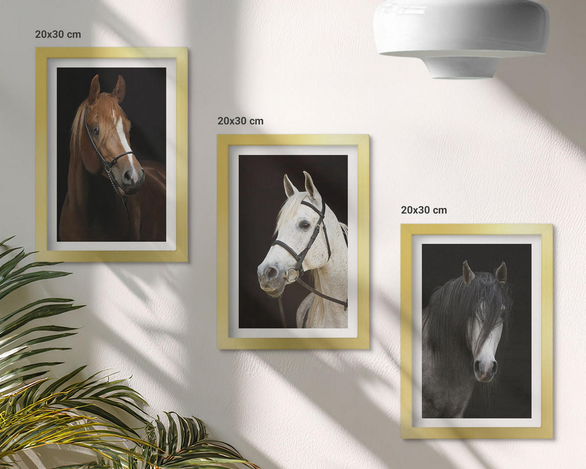 WANDBILDER 3er Set - 20x30 cm Goldrahmen - Porträts von Pferden in verschiedenen Fellfarben - Goldfarben, Kunststoff (20/30cm) - ArtPrintCave