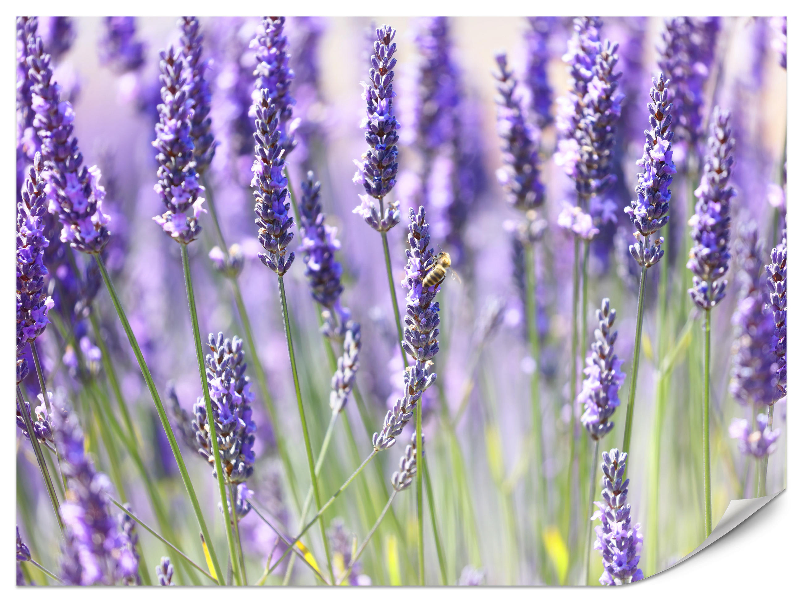 FOTOTAPETE für Küche Lavendelwiese Blumen Kräuter 200x140 - Violett/Grün, Papier (200/140cm) - Muralo