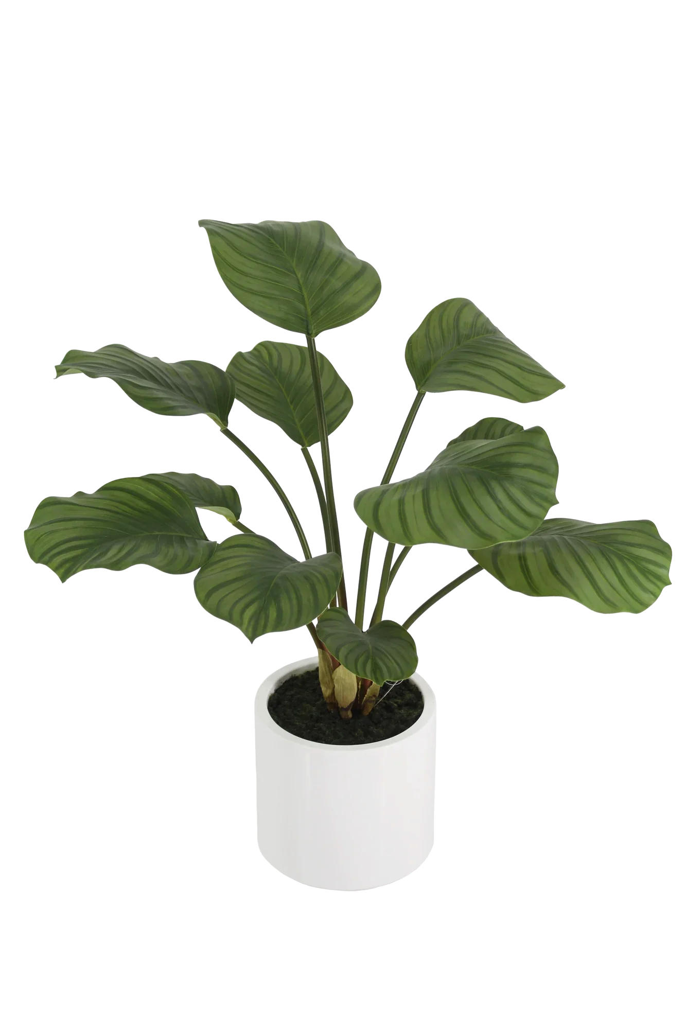 KUNSTPFLANZE Künstliche Calathea - Maite 63 cm - Grün, Kunststoff (63cm) - aplanta