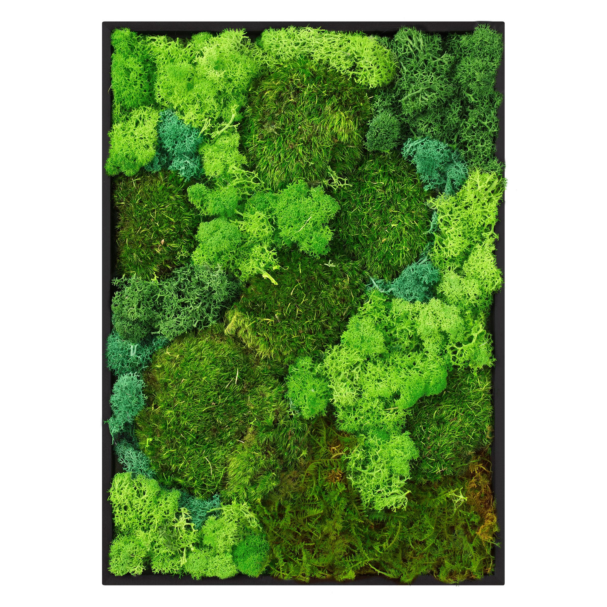ECD-Germany Moosbild Waldgrün 27x38x3.5 cm