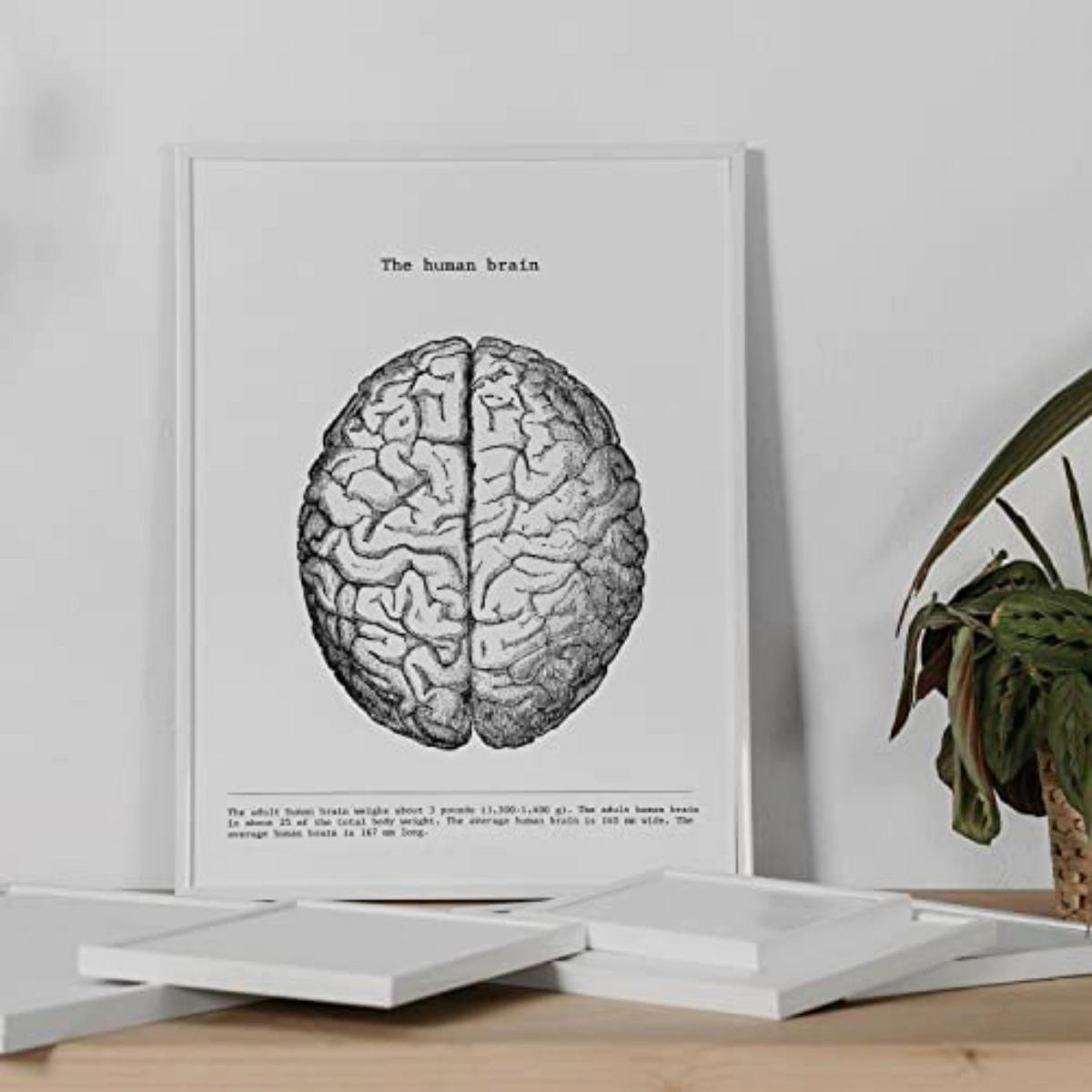 POSTER Set mit 3 Anatomie Vintage Herz Gehirn Lunge Größe A4 Rahmenlos - Klar, Papier (21/1/29.7cm) - Nacnic