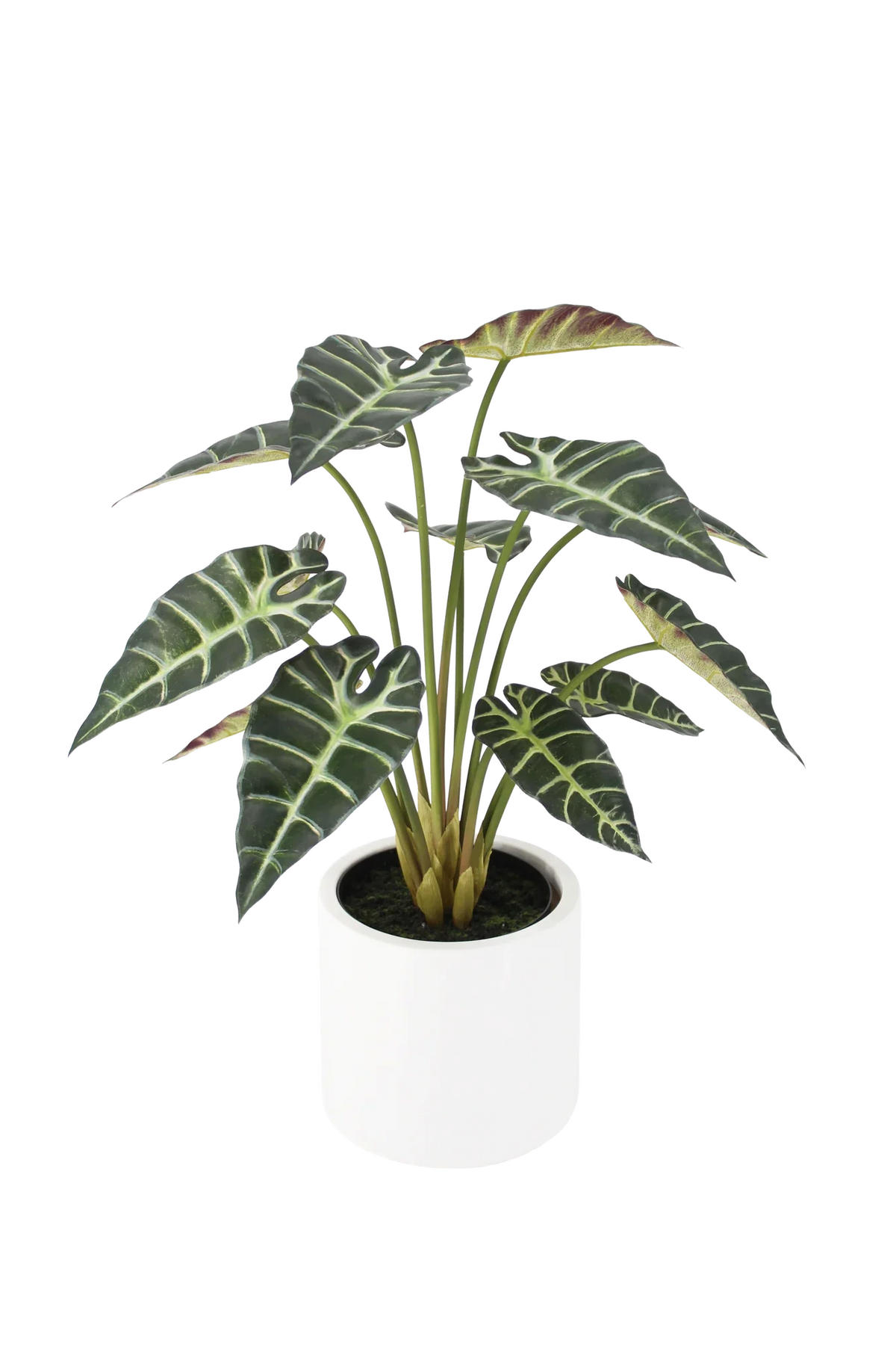 KUNSTPFLANZE Künstliche Alocasia - Tamika 70 cm - Grün, Kunststoff (68cm) - aplanta