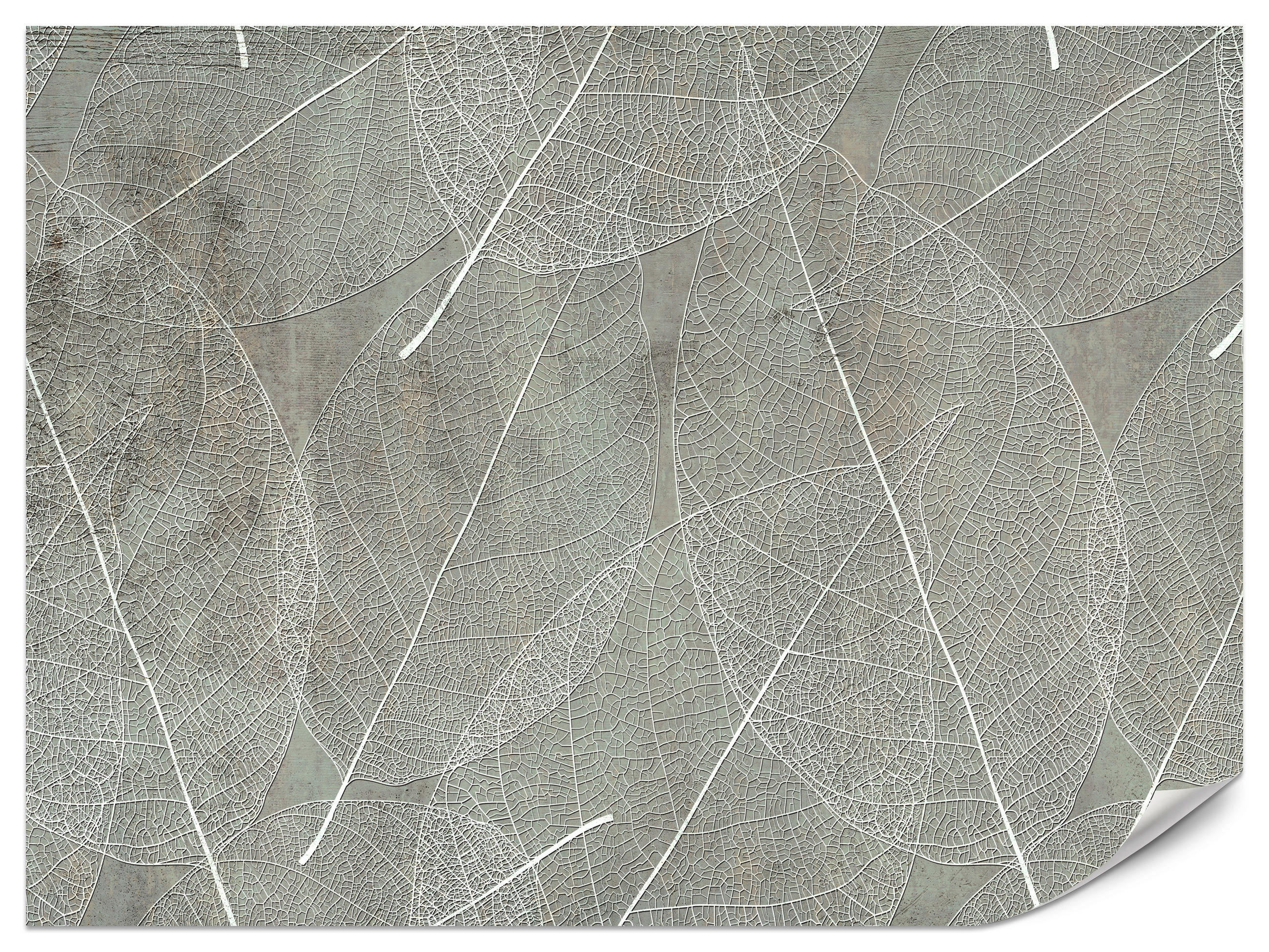 FOTOTAPETE für Wohnzimmer Weiße Blätter auf Beton Minimal 250x175 - Weiß/Grau, Papier (250/175cm) - Muralo