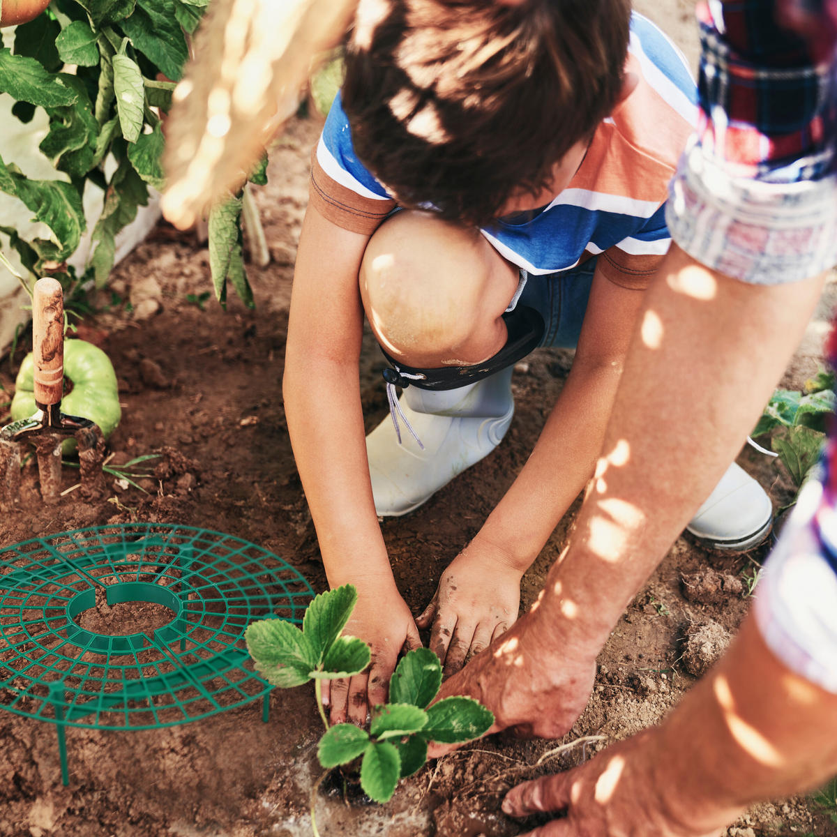 10XERDBEERREIFER - Dunkelgrün, Kunststoff (30/10/30cm) - Relaxdays