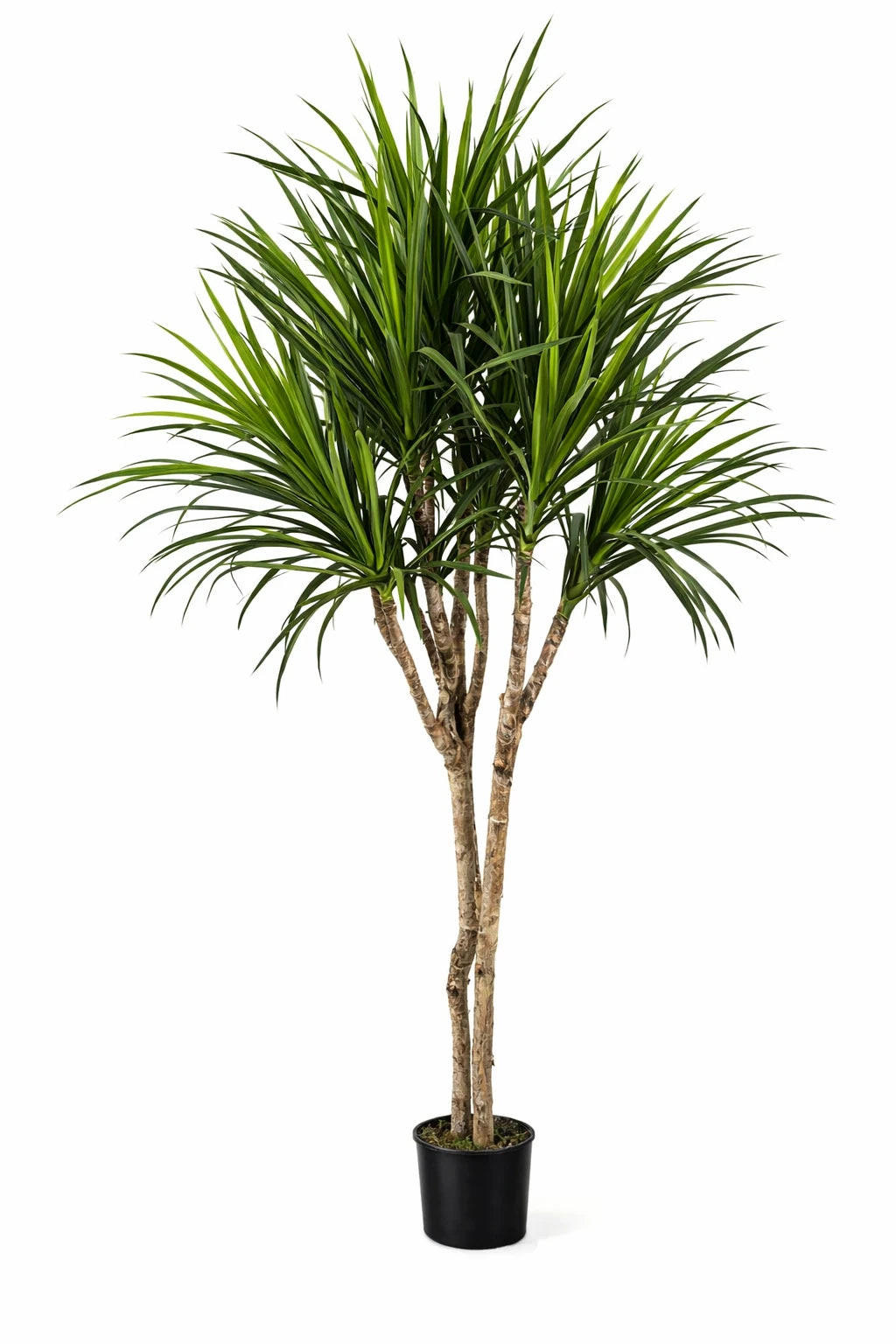 KUNSTBAUM Künstliche Dracaena – Elianor 180 cm - Grün, Kunststoff (180cm) - aplanta
