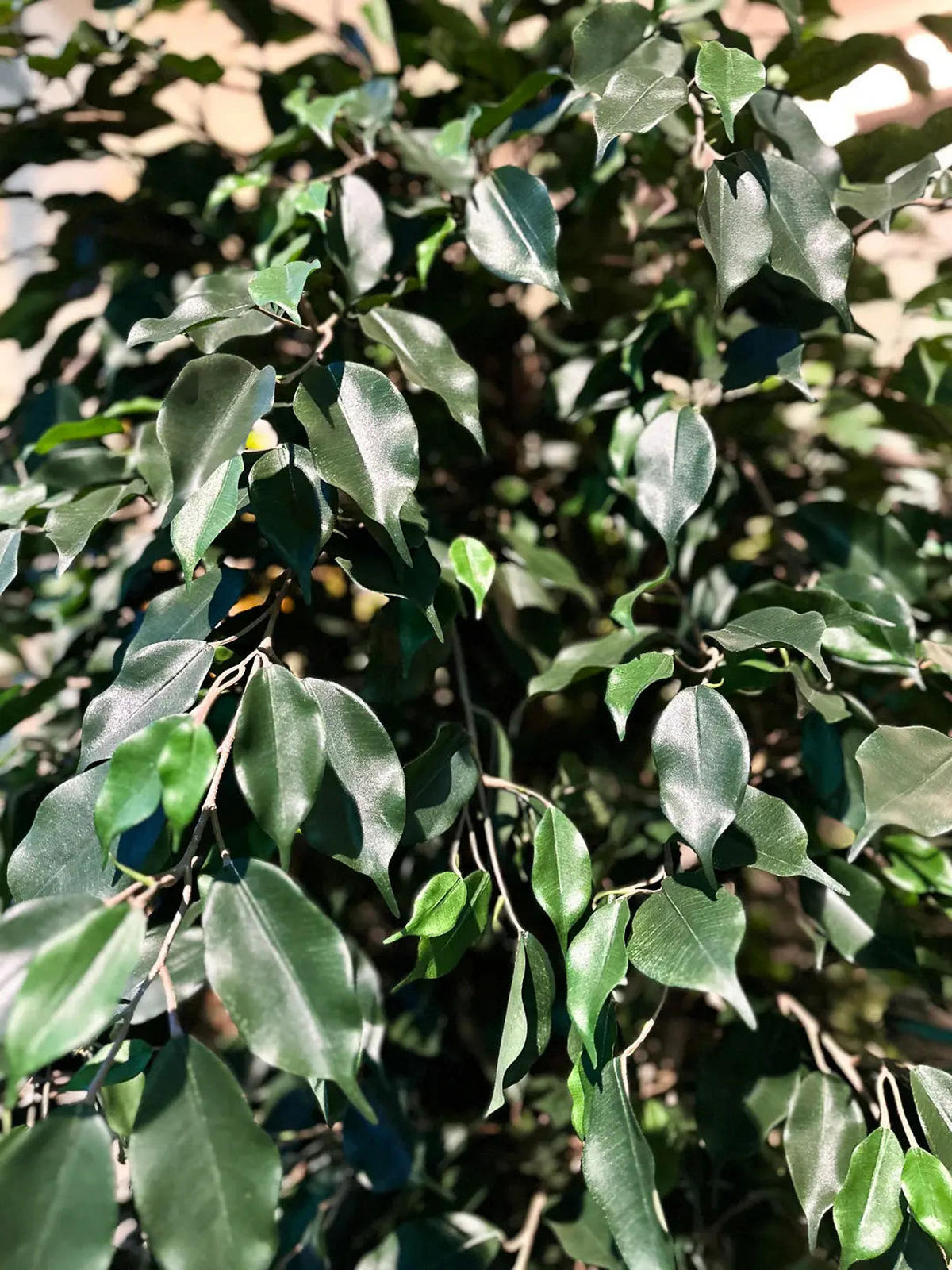 KÜNSTLICHER Ficus - Joel 180 cm - Grün, Kunststoff (180cm) - aplanta