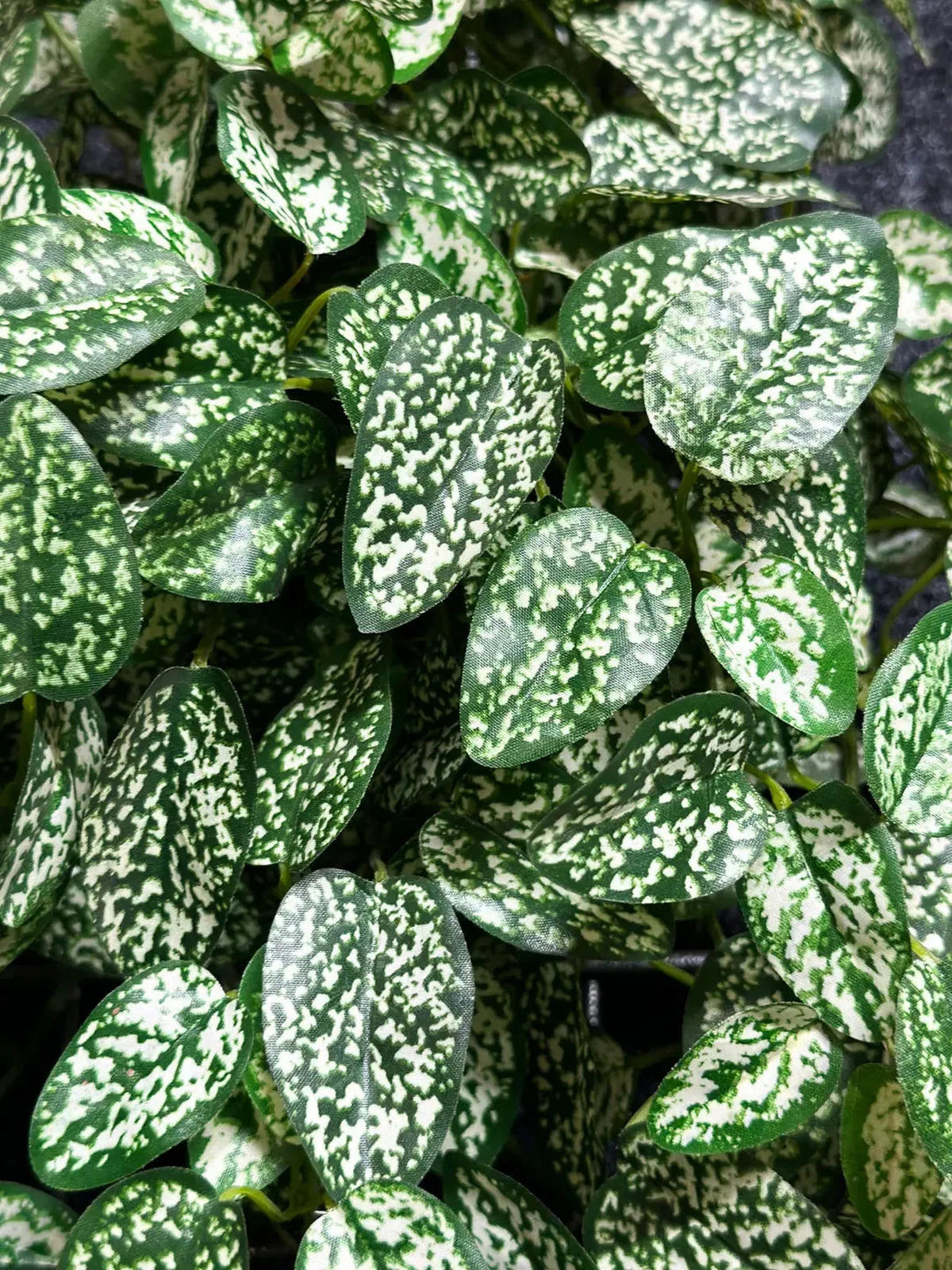 KUNSTPFLANZE Künstliche Hypoestes - Efe 50cm - Grün, Kunststoff (50cm) - aplanta