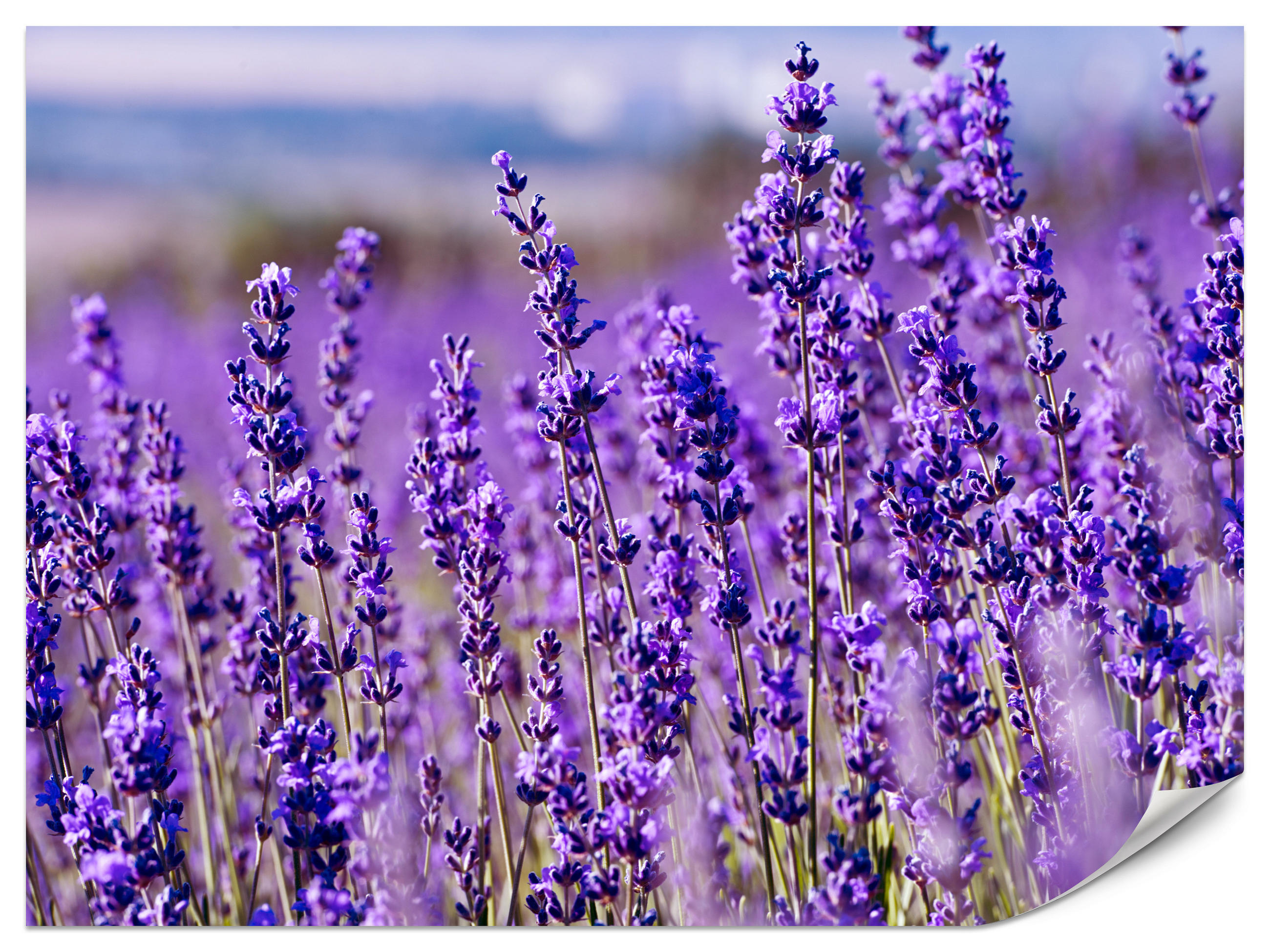 FOTOTAPETE für Schlafzimmer Lavendelfeld Blüten Provence 350x256 - Violett, Papier (350/256cm) - Muralo