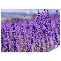 FOTOTAPETE für Schlafzimmer Lavendelfeld Blüten Provence 350x256 - Violett, Papier (350/256cm) - Muralo