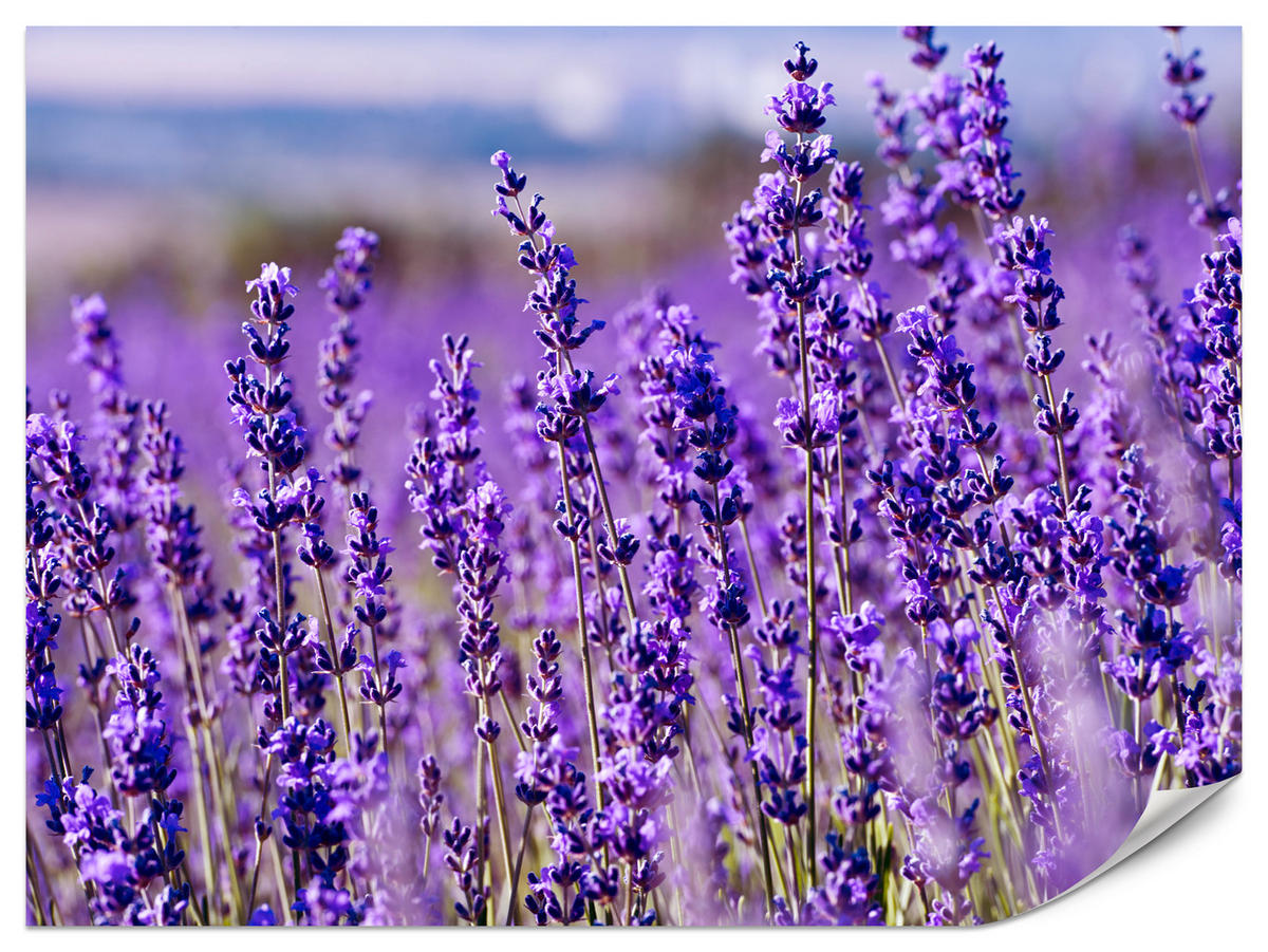 FOTOTAPETE für Schlafzimmer Lavendelfeld Blüten Provence 350x256 - Violett, Papier (350/256cm) - Muralo