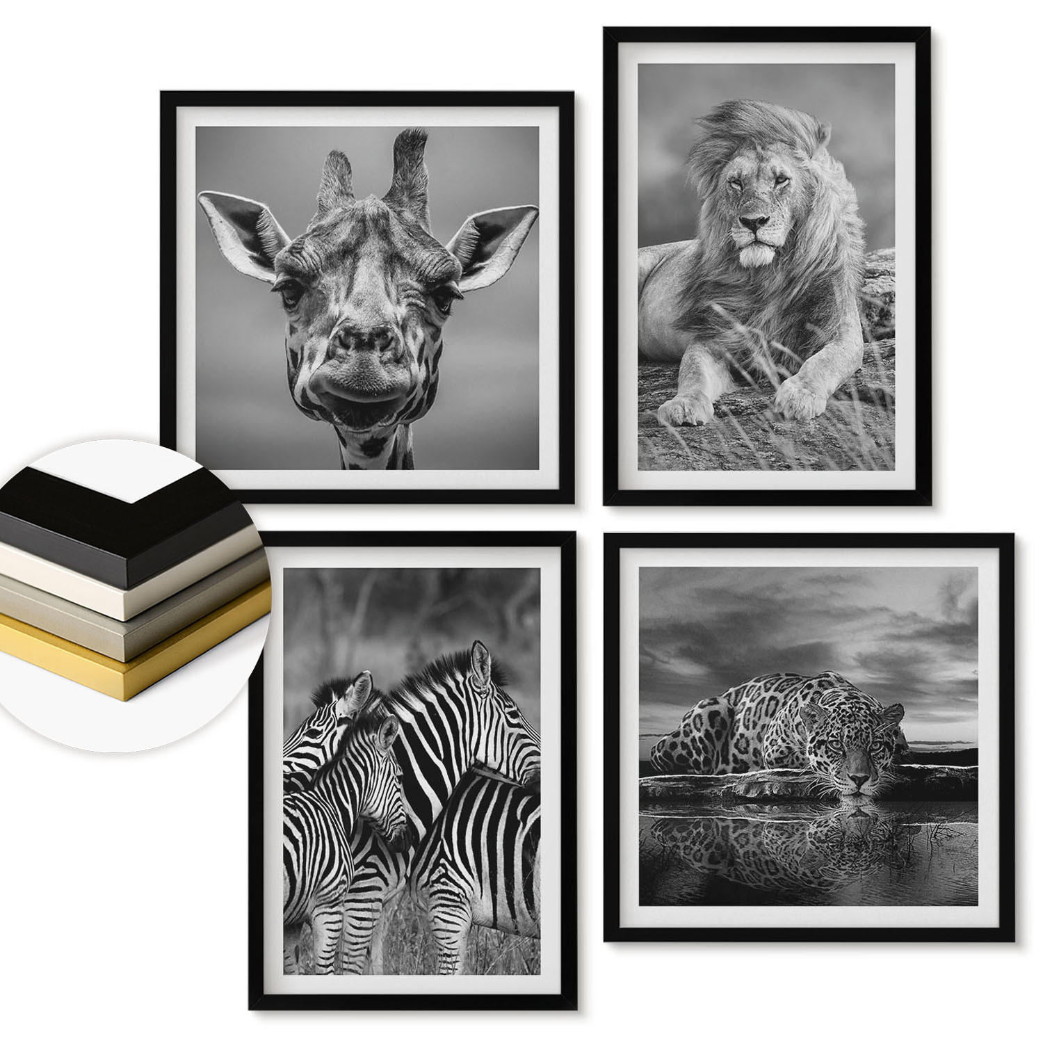 WANDBILDER 4er-Set - 50x50 cm & 40x60 cm Schwarzer Rahmen - Wildtiere Löwe Jaguar Giraffe Zebras - Schwarz, Kunststoff (50/50cm) - ArtPrintCave