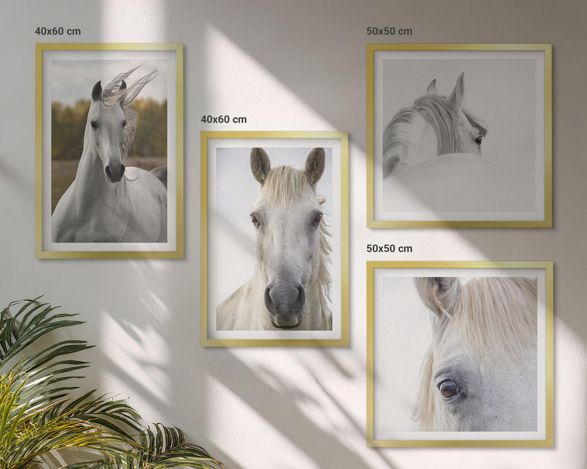 WANDBILDER 4er Set - 50x50 cm & 40x60 cm Goldrahmen - Weiße Pferde - Goldfarben, Kunststoff (50/50cm) - ArtPrintCave