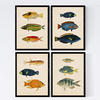 POSTER Set mit 4 Karibik von 12 verschiedenen Fischen A3 Rahmenlos - Klar, Papier (29.7/3cm) - Nacnic