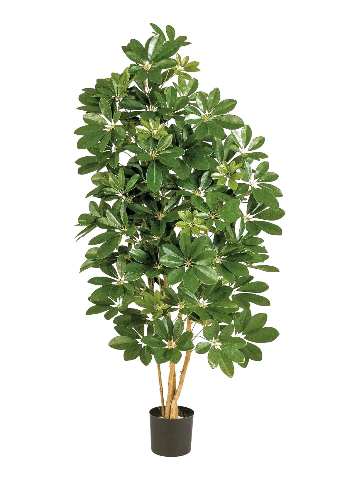 KUNSTBAUM Künstliche Schefflera - Omer 170 cm - Grün, Kunststoff (170cm) - aplanta