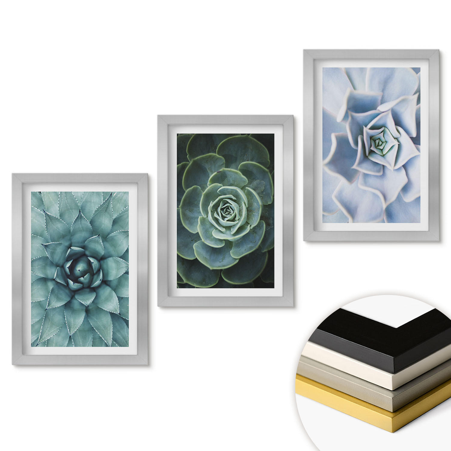 WANDBILDER 3er Set - 20x30 cm Silberner Rahmen - Sukkulente Pflanzen grün türkis - Silberfarben, Kunststoff (20/30cm) - ArtPrintCave