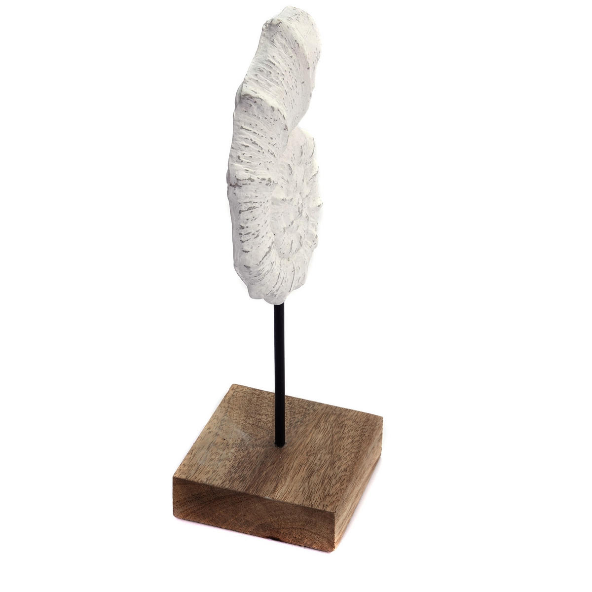 SKULPTUR MUSCHEL Shell Mangoholz-Sockel weiß-natur - Weiß, Holz (13/31/10cm) - CREEDWOOD
